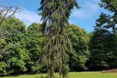 cockington-650-1