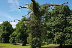 cockington-devon-650-3