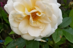 image016-2