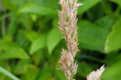 image019-2