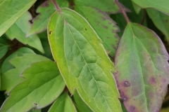 image020-1