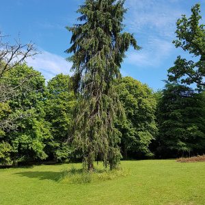 cockington