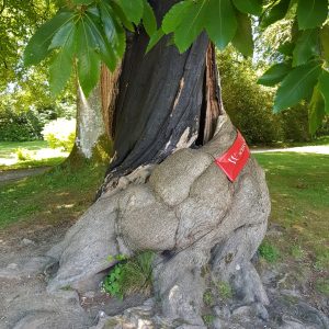 Inspiring Trees