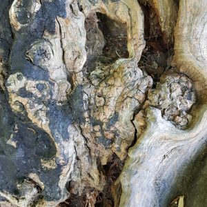 Inspiring Trees