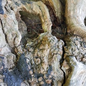 Inspiring Trees