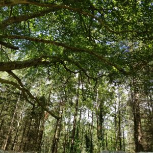 Inspiring Trees
