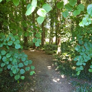 Inspiring Trees