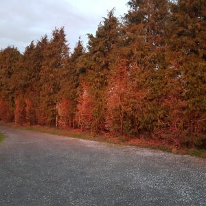 Inspiring Trees