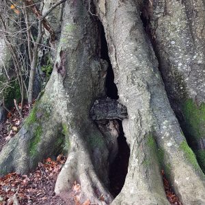 Inspiring Trees