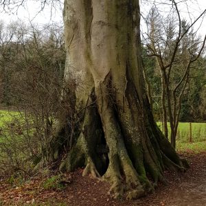 Inspiring Trees