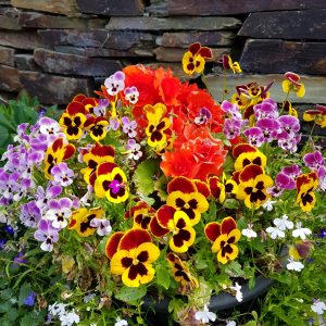 Flowers