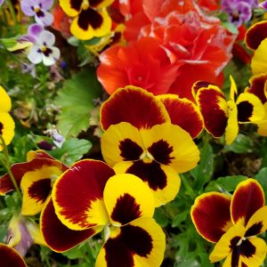Flowers